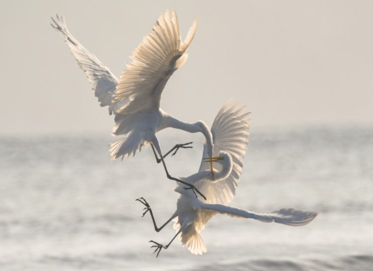 Egret Egret